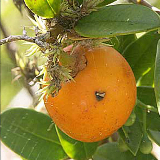 Cuban Mangosteen Live Plant (Garcinia Aristata)