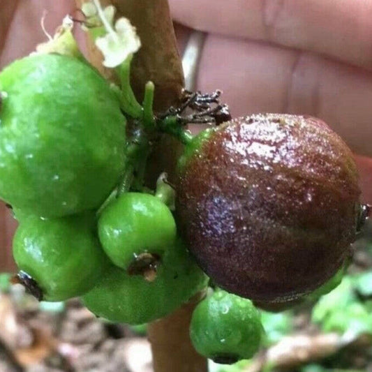 Giant Red Crystal Jaboticaba Live plant (Plinia Giant Red Crystal )