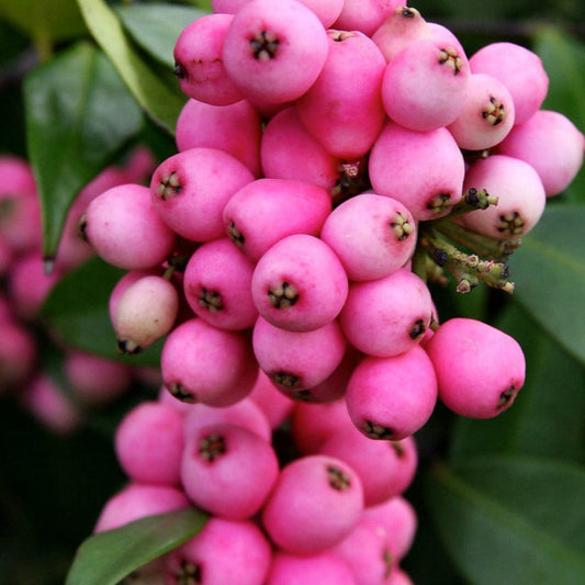 Lilly Pilly Live plant (Syzygium Luehmannii)