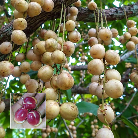 Red Rambai Live Plants (Baccaurea Motleyana)