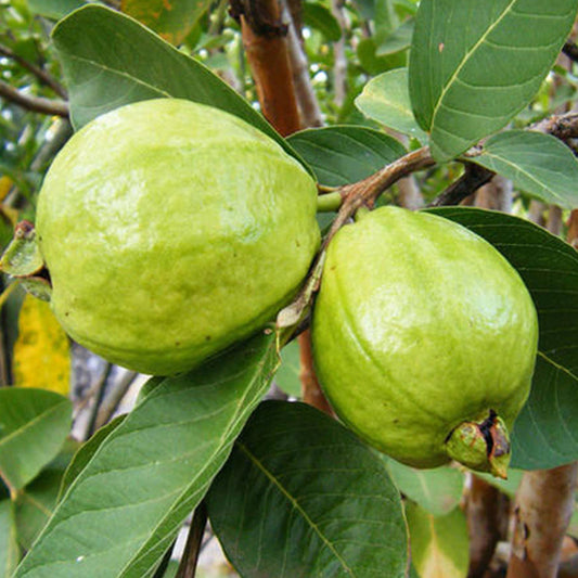 Lalith Guava Live Plant (Psidium guajava)