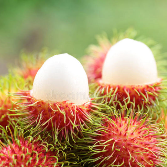 KG10 Rambutan Live Plants (Red)