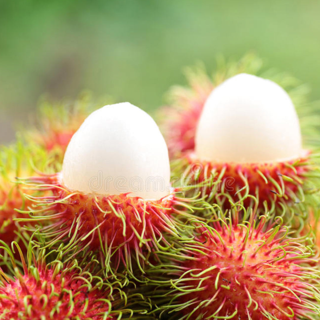 KG10 Rambutan Live Plants (Red)