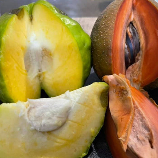 Red Faisan Live Plant (Pouteria Viridis)