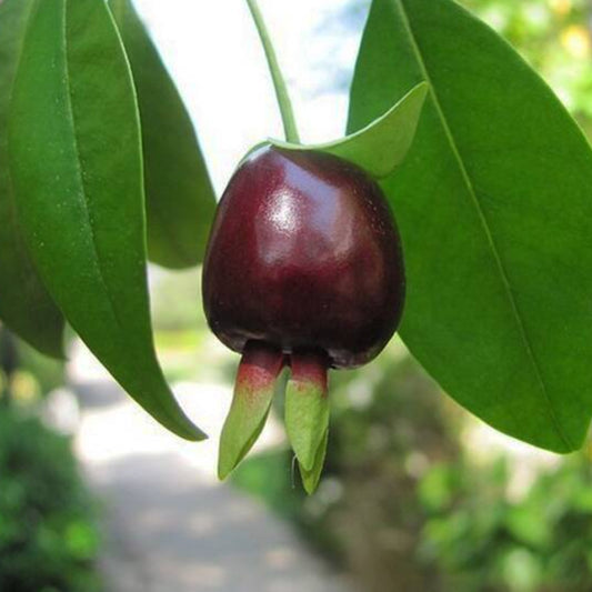 Cherry of De Rio Grande Live Plants (Eugenia Involucrata)