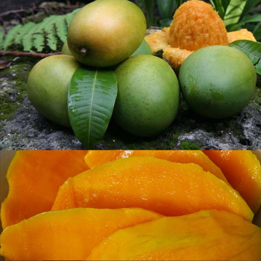Kuwini Mango Live Plant (Mangifera odorata)