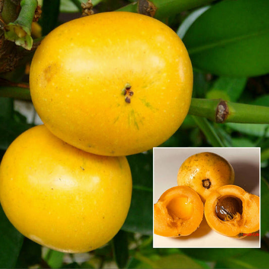 Fukugi tree Live Plant (Garcinia subelliptica)