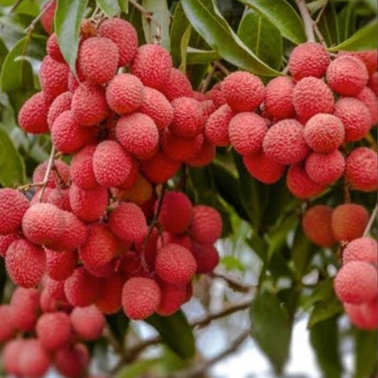 Litchee Live Plants (Litchi Chinensis)