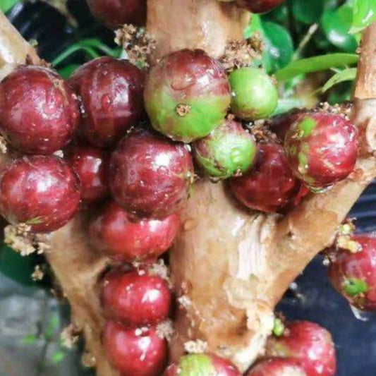 Phitrantha Rosa Live Plant ( Plinia Phitrantha Rosa )