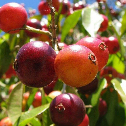 Guaburiti Jaboticaba Live Plant (Plinia Rivularis)