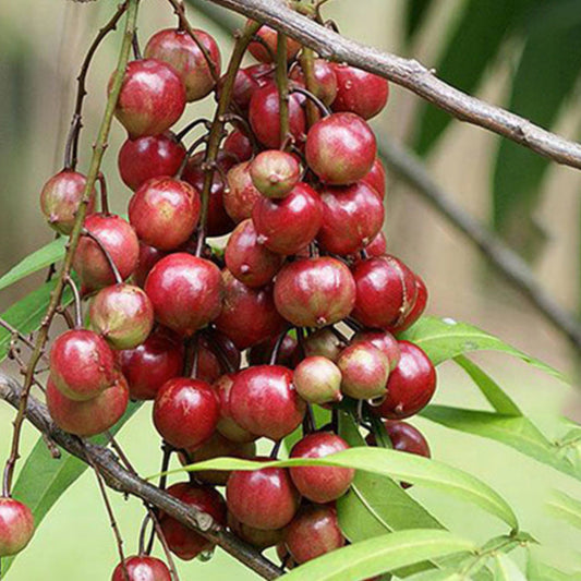 Terengganu Cherry Live Plants (Lepisanthes Alata)