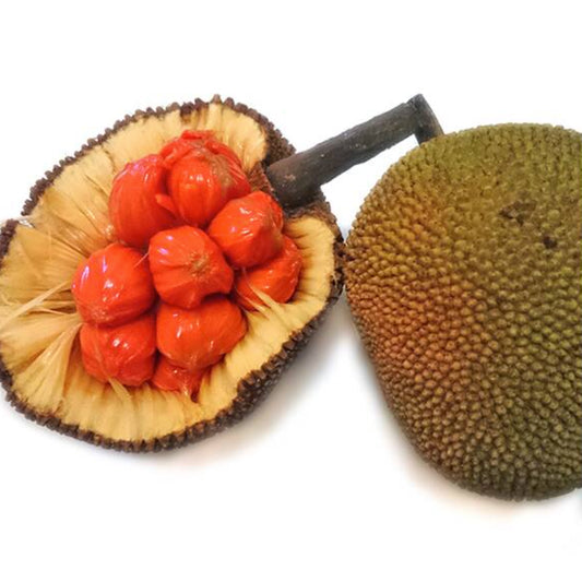 Keledang Fruit Live Plants (Artocarpus Lanceifolius)