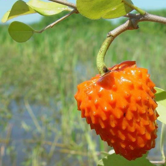 Red Arachitchu Live plant (Annona Cornifolia)