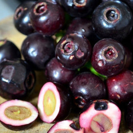 Lipote Fruit Live Plants (Syzygium Curranii)