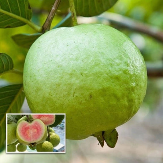 Madhuri Guava Live Plants