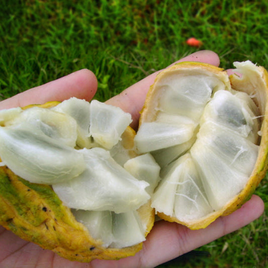 Araticum Do Mato Live Plant (Annona sylvatica)