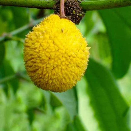 Madrono Fruit Live Plants (Garcinia Madruno)