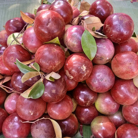 Red Star Apple Live plant (Chrysophyllum Cainito)
