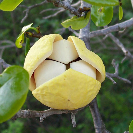 Araticum live plant (Annona vepretorum)