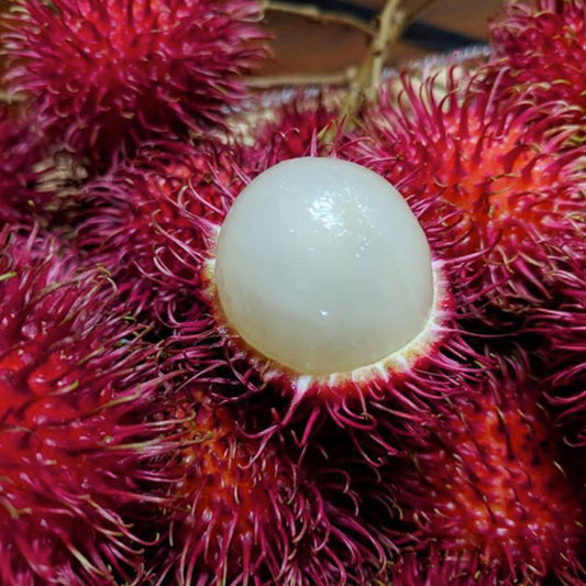 Malwana Rambutan Live Plants (Red)