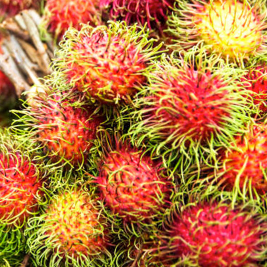 Rambutan Rongrien Live Plants