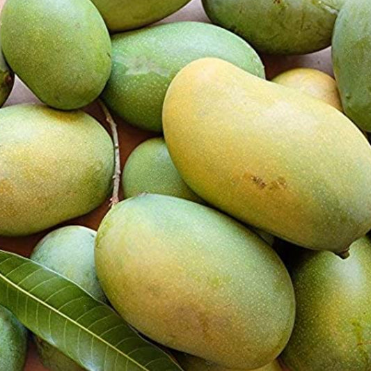 Mallika Mango Live Plant
