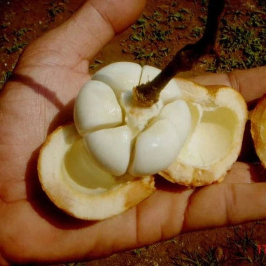 Tampoi Fruit Live Plant (Baccaurea Macrocarpa)