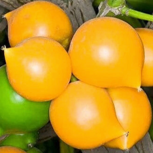 Gamboge Live Plant (Garcinia xanthochymus)