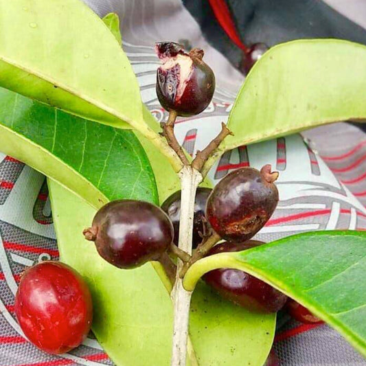 Cherry of the Paramirim Live Plant (Eugenia Oblongata)