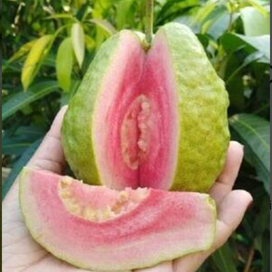 Pink Thai Guava Live Plant (Psidium Guajava)