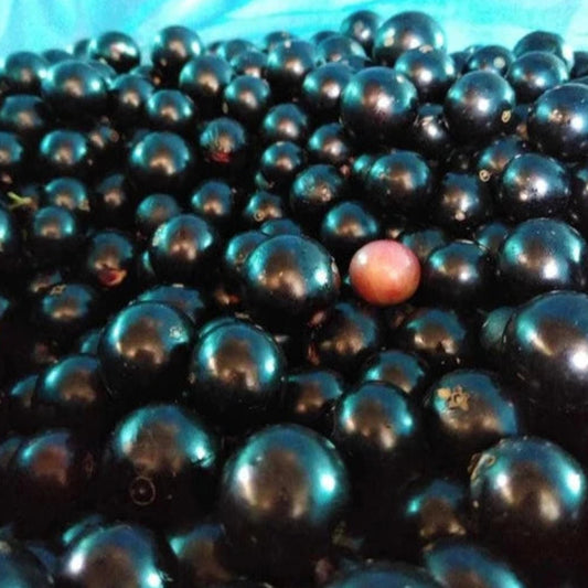 Jaboticaba ‘Campo De Ramon’ Live Plant (Plinia sp)