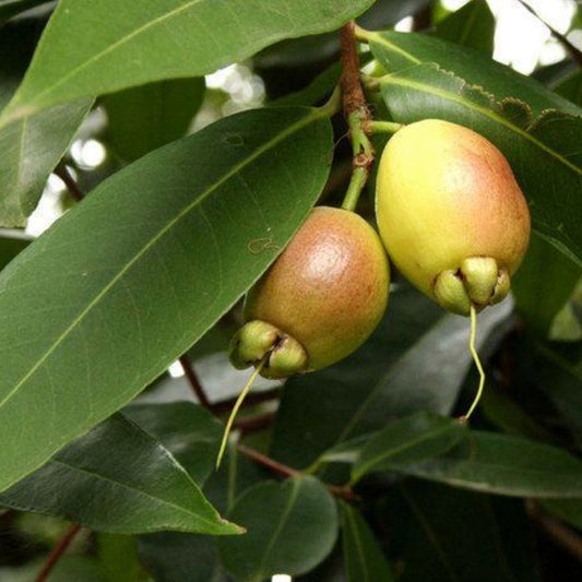 Rose Apple Live Plants (Syzygium Jambos)