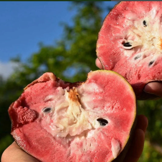 Red Araticum Live Plants (Annona Cacans)
