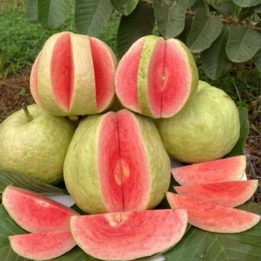 Red Seedless Guava Live Plants