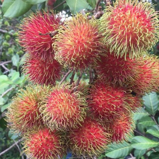 Rambutan School Boy