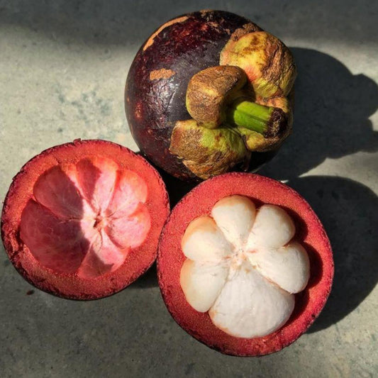 Mangosteen Fruit Live Plants (Garcinia Mangostana)
