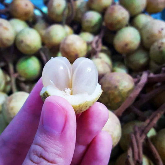 White Rambai Live Plants (Baccaurea Motleyana)