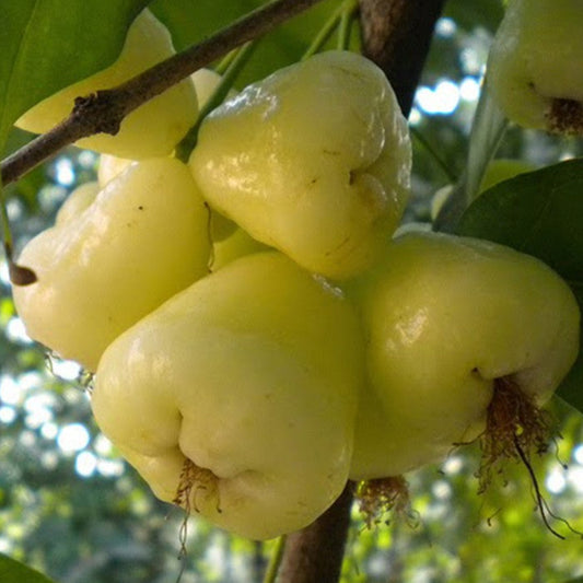 Snow White Live Plants
