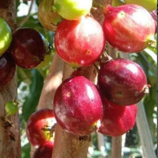 Red Lantern Jaboticaba Live Plant (Plinia Phitra