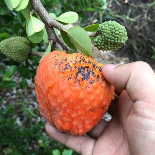 Red Cherimoya Live Plant (Annona Spinescens )