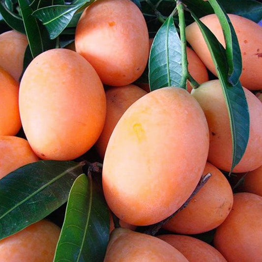 Maparang Fruit Live Plants (Bouea Macrophylla)