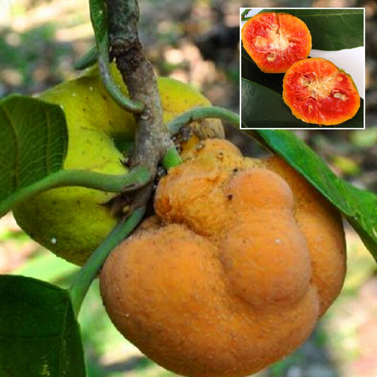 Kwai Muk Live Plant (Artocarpus hypargyreus)