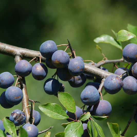 Blue Jaboticaba Live Plants (Myrciaria Vexator)