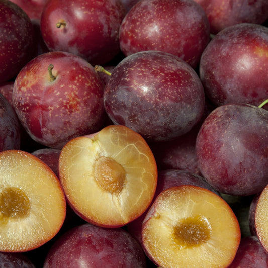 Camu Camu Live Plants (Myrciaria Dubia)