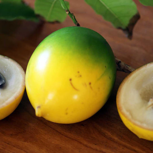 Abiu Giant Plants(Pouteria Caimito)