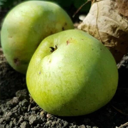 Pouteria macrocarpa Live Plant (Pouteria macrocarpa)