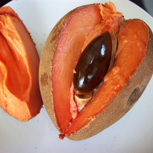 Mamey Sapote Pantine Live Plants (Pouteria Sapota)