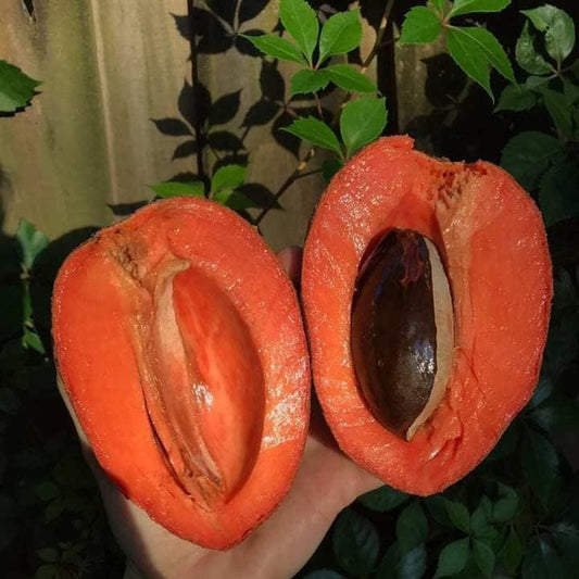 Mamey Sapote Tazumal Live Plants (Pouteria Sapota)
