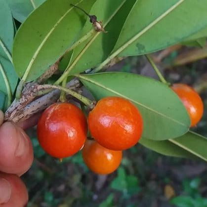 Manilkara decrescens Live Plant