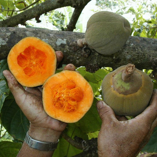 Matisia Fruit Live Plant (Quararibea Cordata)